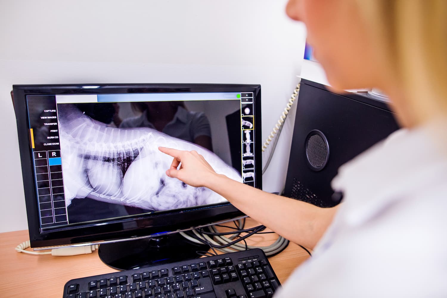 A person points at an animal's X-ray image displayed on a computer monitor in a clinical setting.