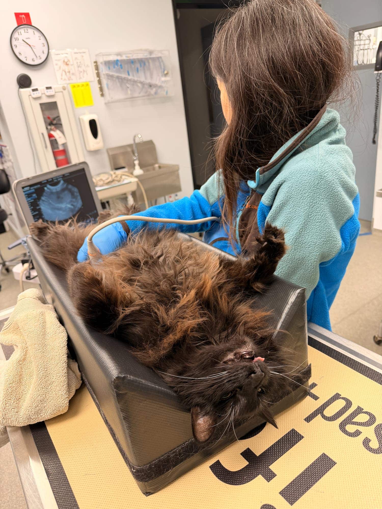 A black cat lies on its back in a padded restraint while a veterinary worker performs an ultrasound examination in a clinic.