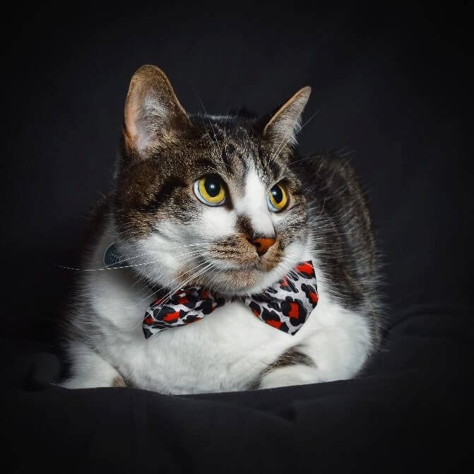 A tabby and white cat with yellow eyes is lying down on a dark surface, wearing a red, black, and white patterned bow tie.