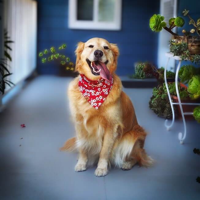 A golden retriever wearing a red patterned bandana sits on a porch with potted plants and a blue house background.