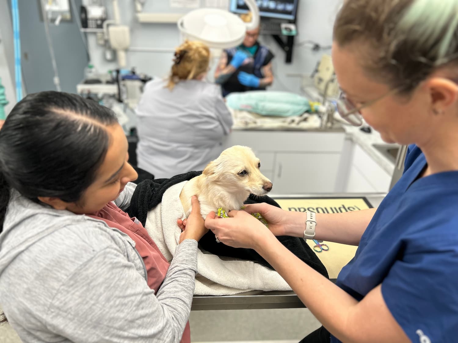 A veterinarian examines a small dog held by its owner in a veterinary clinic exam room, with medical staff and equipment visible in the background.