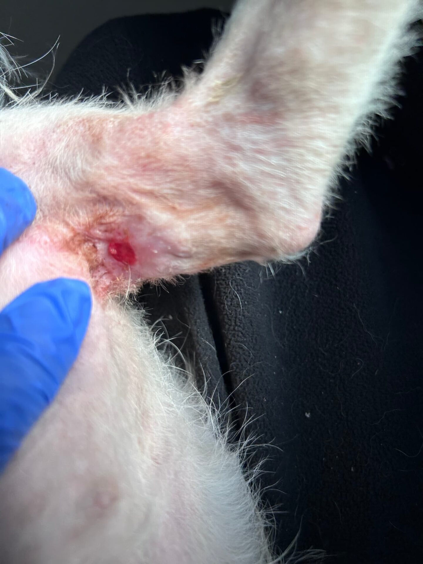 Close-up of an animal’s leg and lower body, with a visible red sore or wound near the skin, and a gloved hand gently holding the area.