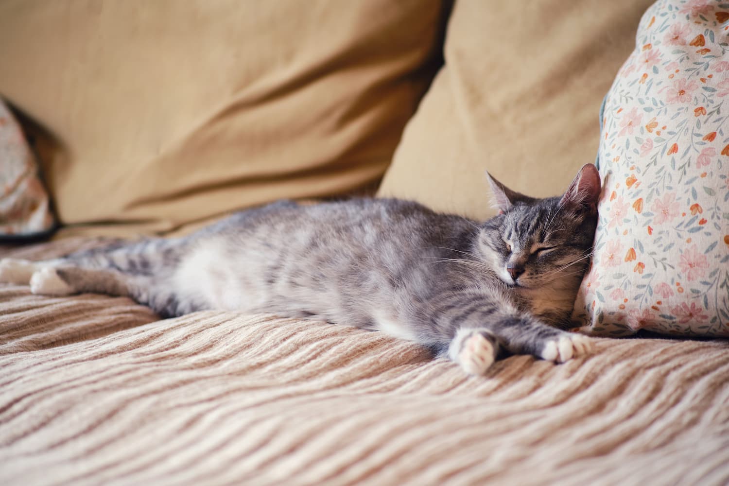 A gray tabby cat is sleeping on a beige couch, resting its head on a floral-patterned pillow.
