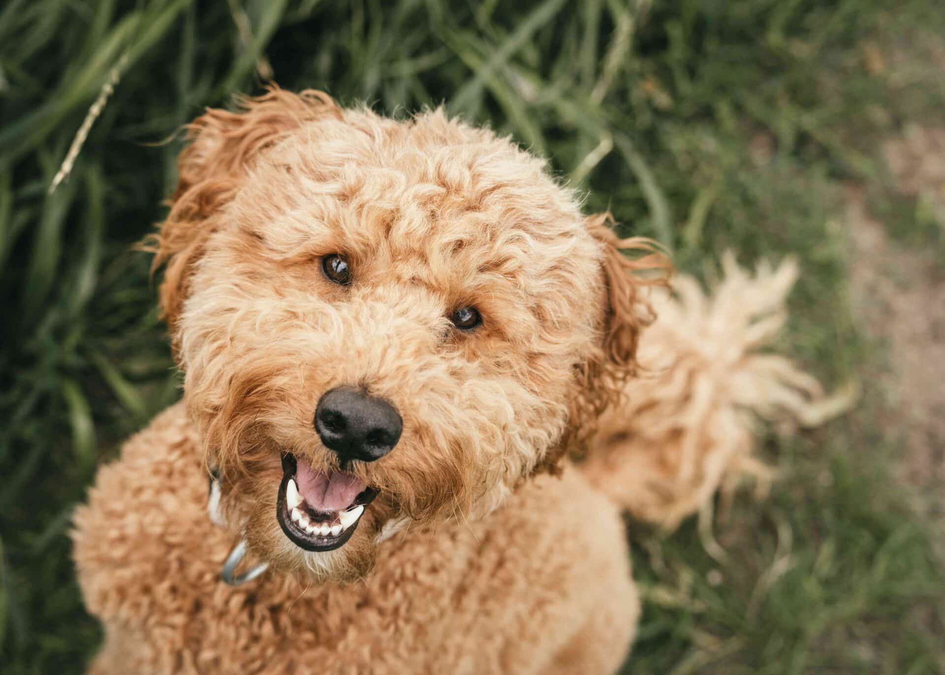 A curly-haired, light brown dog looks up at the camera with its mouth open, sitting on grass outdoors.