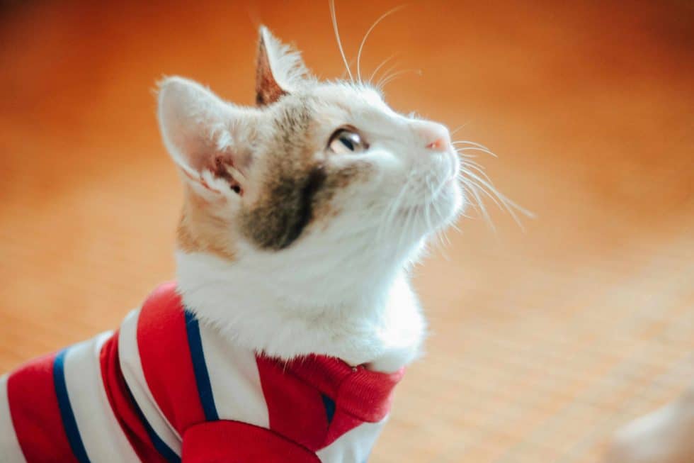 A white and orange cat wearing a red, white, and blue striped shirt looks upward against a blurred orange background.