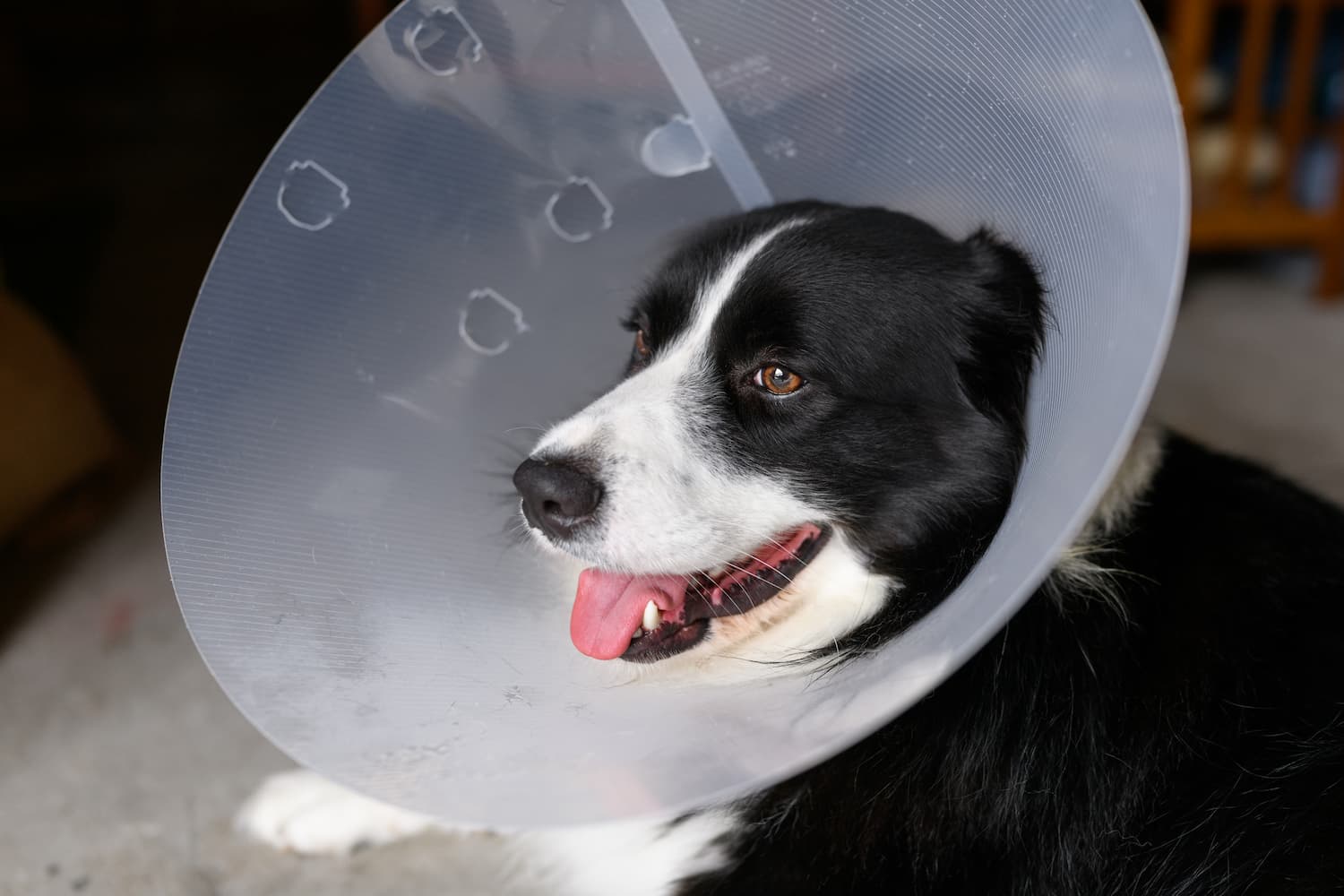 A black and white dog wearing a plastic cone collar sits indoors with its mouth open and tongue out.