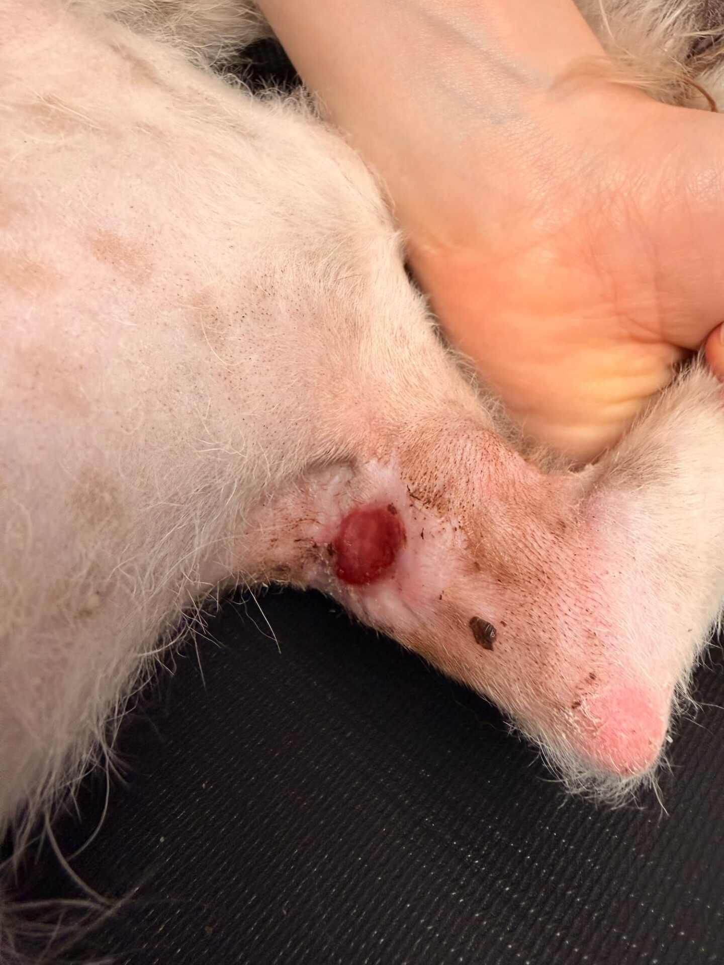 A close-up of an animal's leg shows a red, open wound near the joint, with a hand gently holding the limb for support.