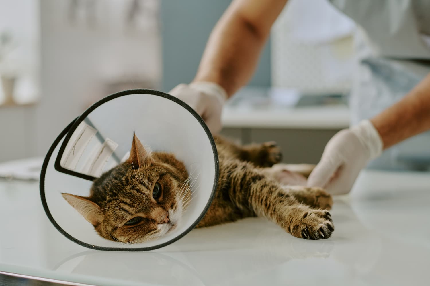 A cat wearing a cone collar lies on a veterinary exam table while a vet examines its back leg.