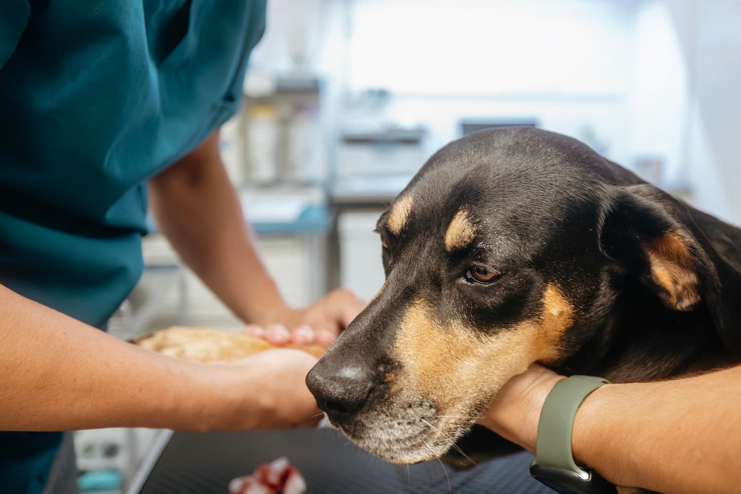 A dog rests its head on a person's hand while a veterinarian examines its paw in a clinical setting.