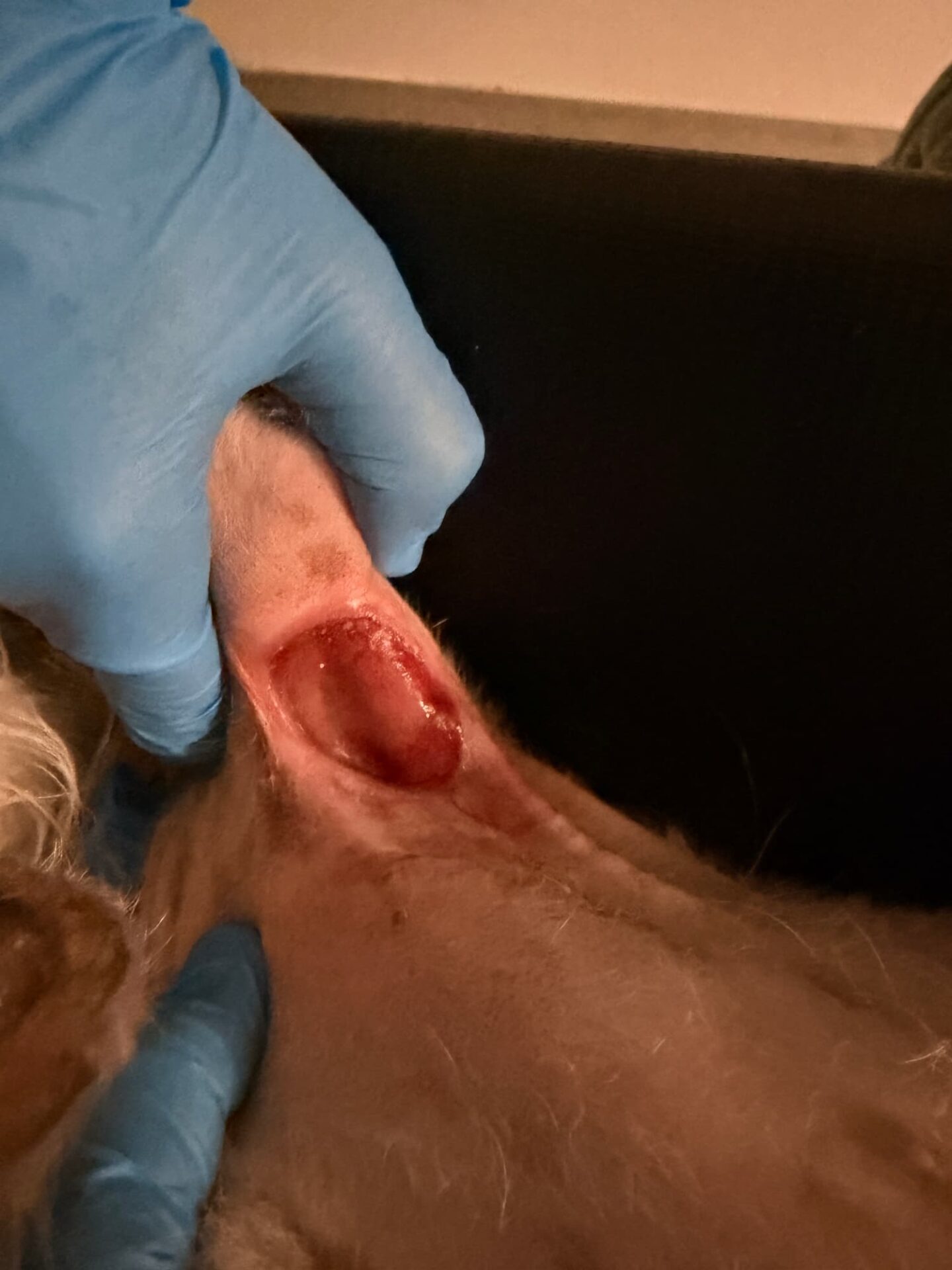 A gloved hand examines a dog's ear with an open wound or lesion inside the ear canal.