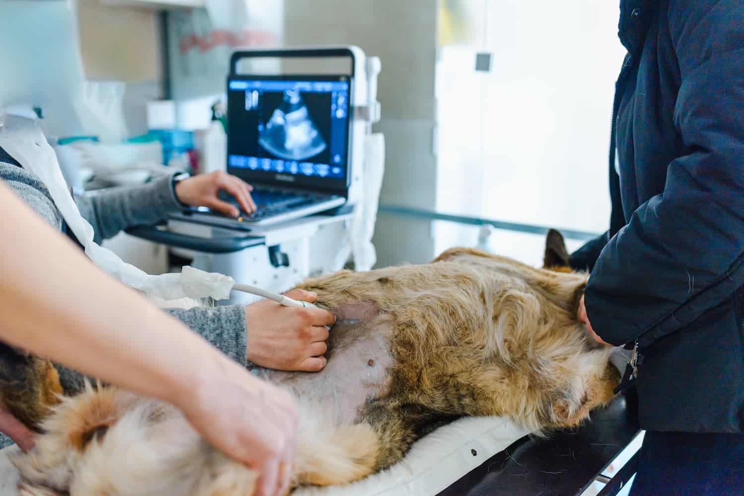 A dog lies on its side on an exam table while a veterinarian performs an ultrasound using a handheld device and views the results on a monitor.