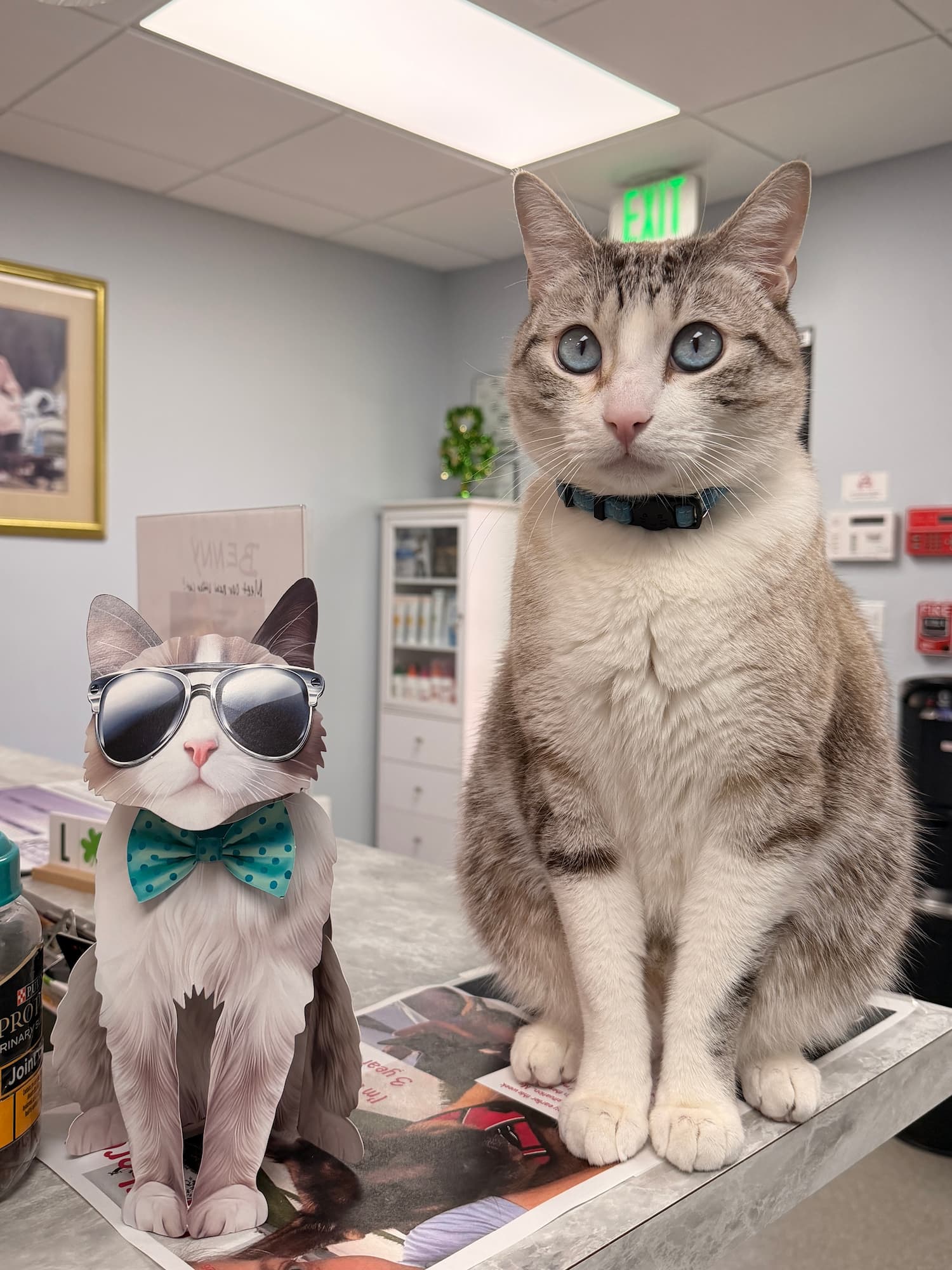 A gray and white cat sits on a counter next to a decorative card featuring a cartoon cat wearing sunglasses and a bow tie.
